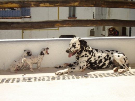 LUCAS CON SUS DOS CACHORROS.. LUCAS CON SUS DOS CACHORROS..